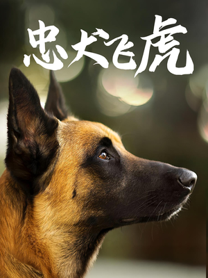 忠犬飞虎（33集）热门短剧追不停