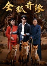 金狐奇缘（42集）每天更新热门短剧