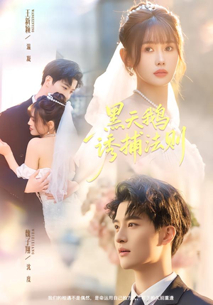 黑天鹅诱捕法册（80集）精彩短剧好剧推荐