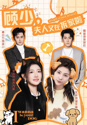 顾少，夫人又在拆家啦（78集）免费看短剧全集