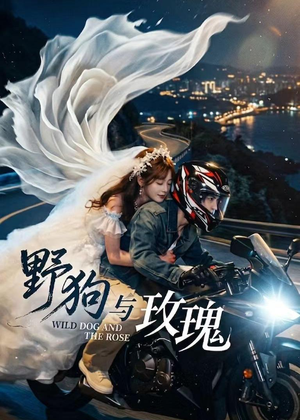 野狗与玫瑰（30集）每晚准时更新短剧分享